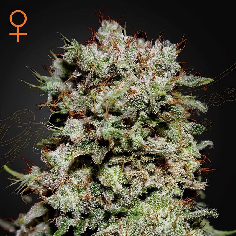 Kalashnikova Green House Seeds feminizovaná semena, pryskyřičnaté palice