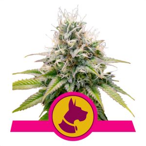 Kali Dog Royal Queen Seeds feminizovaná semena, pryskyřičnaté palice