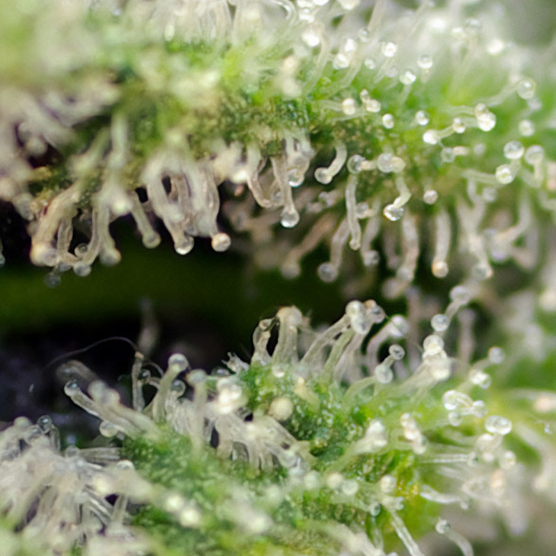 Killer Kush Fast Version - Sweet Seeds - Feminizovaná semena, pohled 2