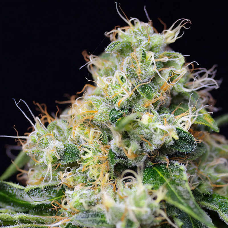 Killer Kush Fast Version - Sweet Seeds - Feminizovaná semena, pohled 3