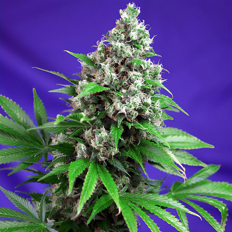 Killer Kush Fast Version Sweet Seeds feminizovaná semena, pryskyřičnaté palice