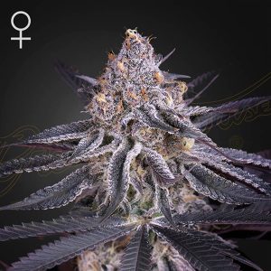 King's Juice Green House Seeds feminizovaná semena, pryskyřičnaté palice