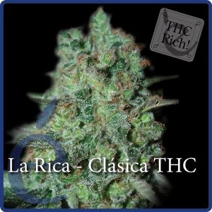 La Rica Clásica THC Elite Seeds feminizovaná semena, pryskyřičnaté palice