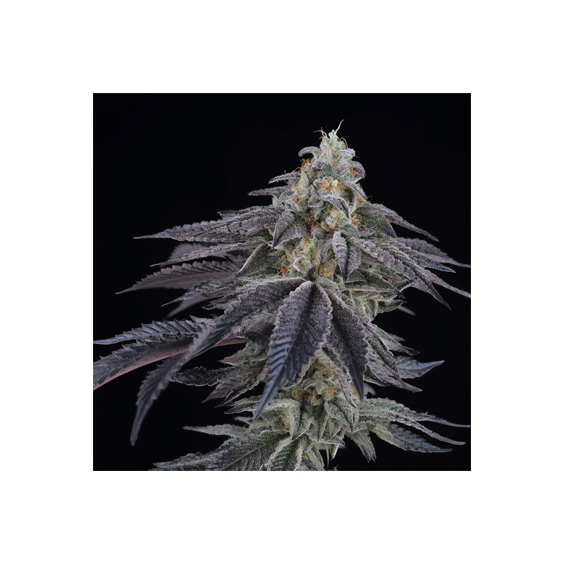 Lemon Curd - Perfect Tree - Feminizovaná semena, pohled 3
