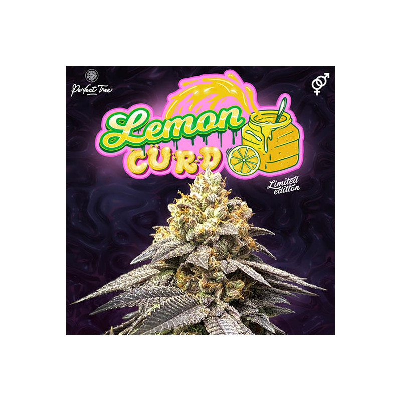 LemonCurd - Perfect Tree - Regulérní semena, pohled 2
