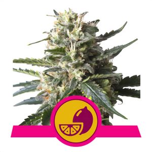 Lemon Shining Silver Haze Royal Queen Seeds feminizovaná semena, pryskyřičnaté palice