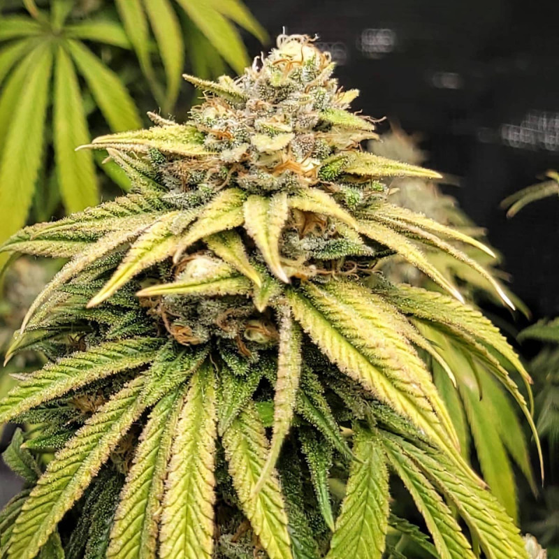 Lemonade Kush MDLG Seeds feminizovaná semena, pryskyřičnaté palice