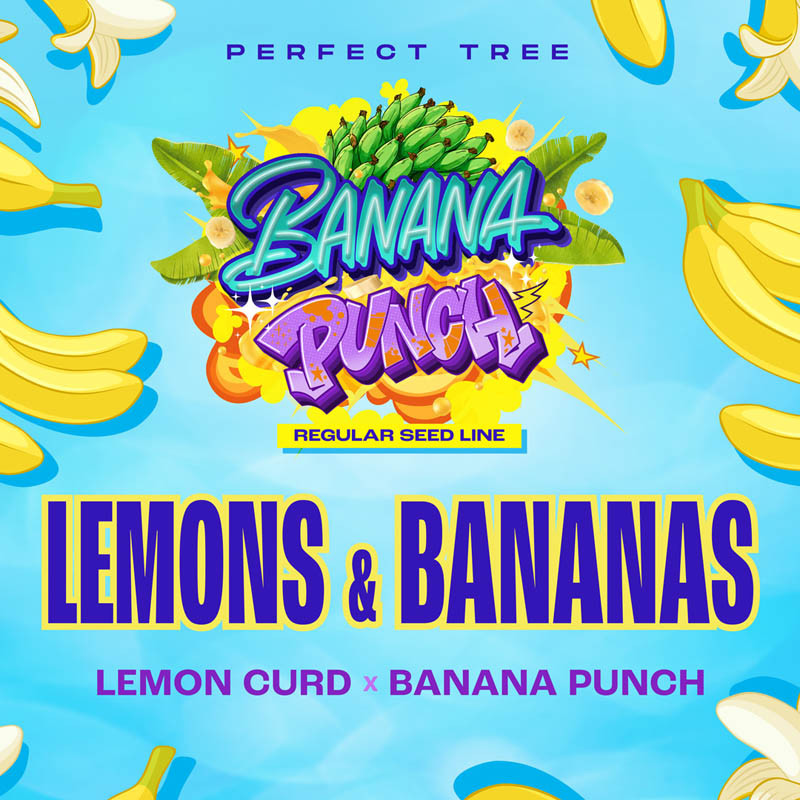 Lemons & Bananas Perfect Tree regulérní semena, matečná rostlina