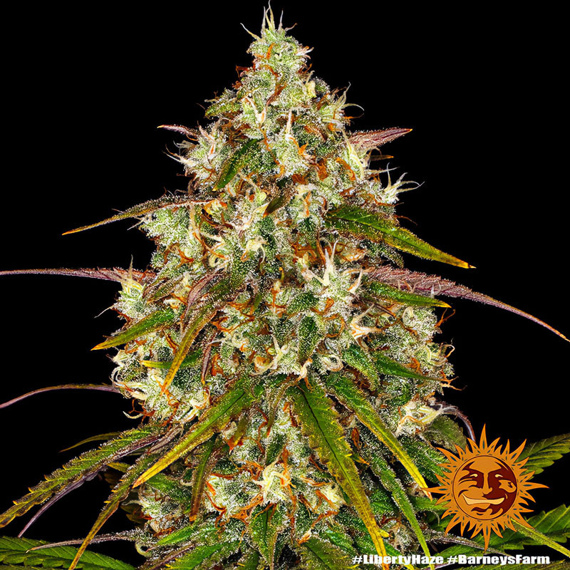 Liberty Haze - Barney's Farm - Feminizovaná semena, pohled 2