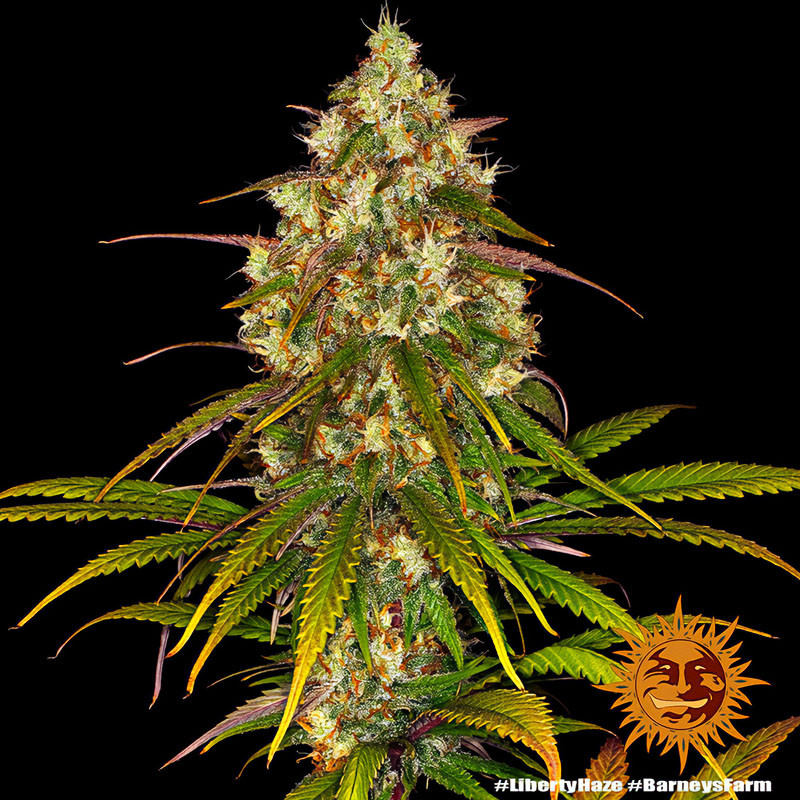 Liberty Haze - Barney's Farm - Feminizovaná semena, pohled 3