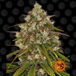Liberty Haze Barney's Farm feminizovaná semena, pryskyřičnaté palice
