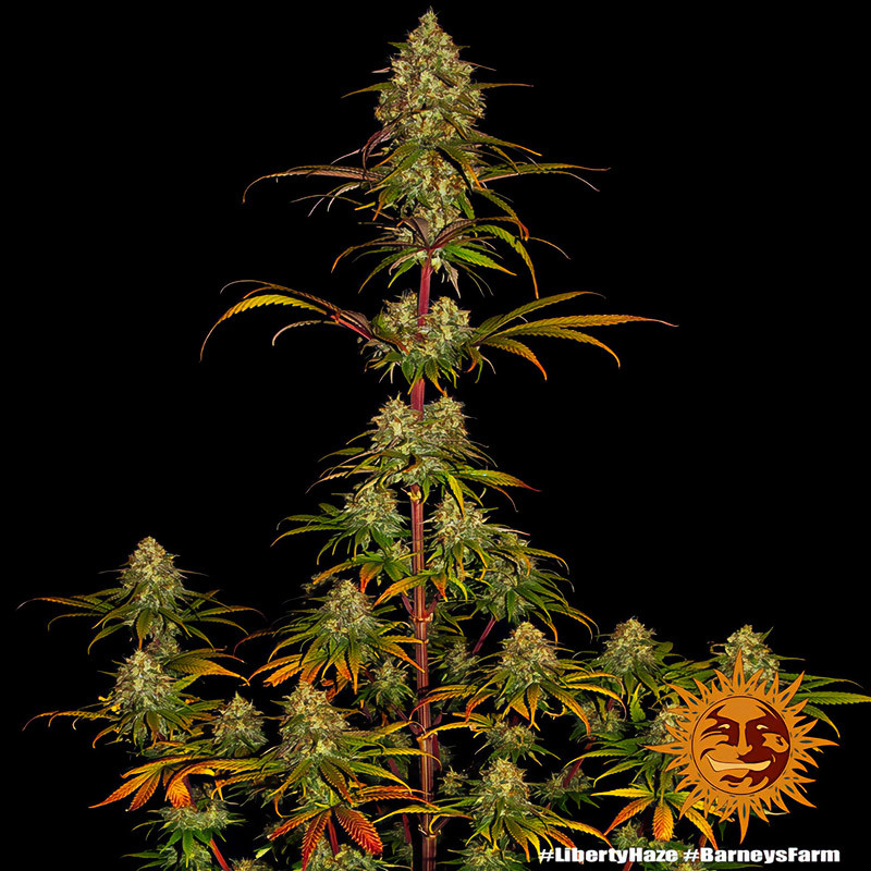 Liberty Haze - Barney's Farm - Feminizovaná semena, pohled 4