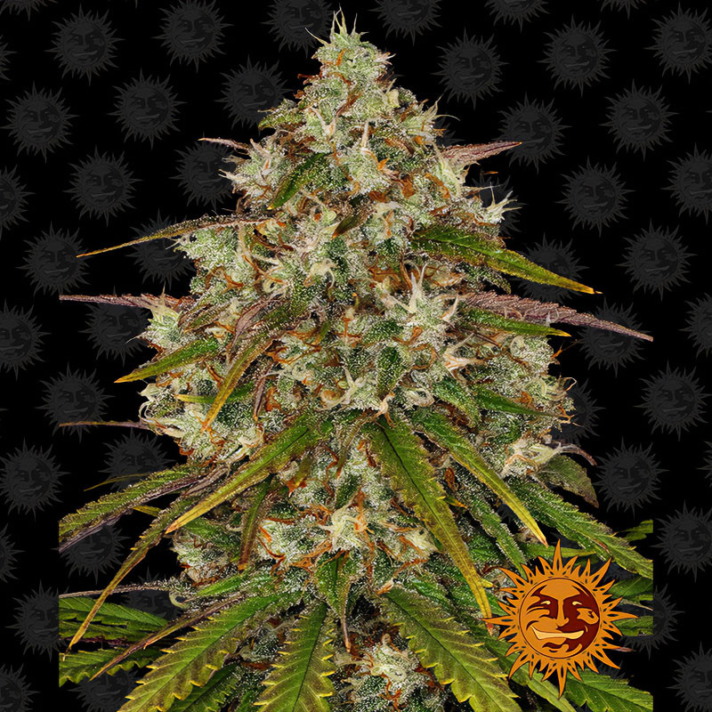 Liberty Haze Barney's Farm feminizovaná semena, pryskyřičnaté palice