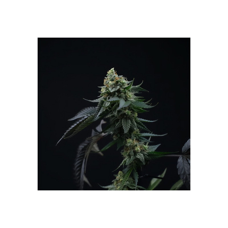 Lime Ozz - Perfect Tree - Feminizovaná semena, pohled 2