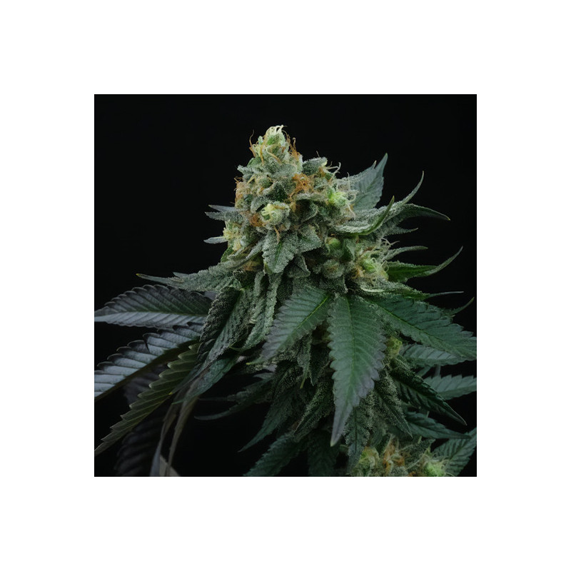 Lime Ozz - Perfect Tree - Feminizovaná semena, pohled 3
