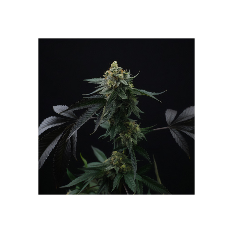 Lime Ozz Perfect Tree feminizovaná semena, pryskyřičnaté palice