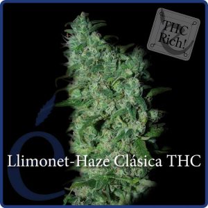 Llimonet Haze THC Elite Seeds feminizovaná semena, pryskyřičnaté palice