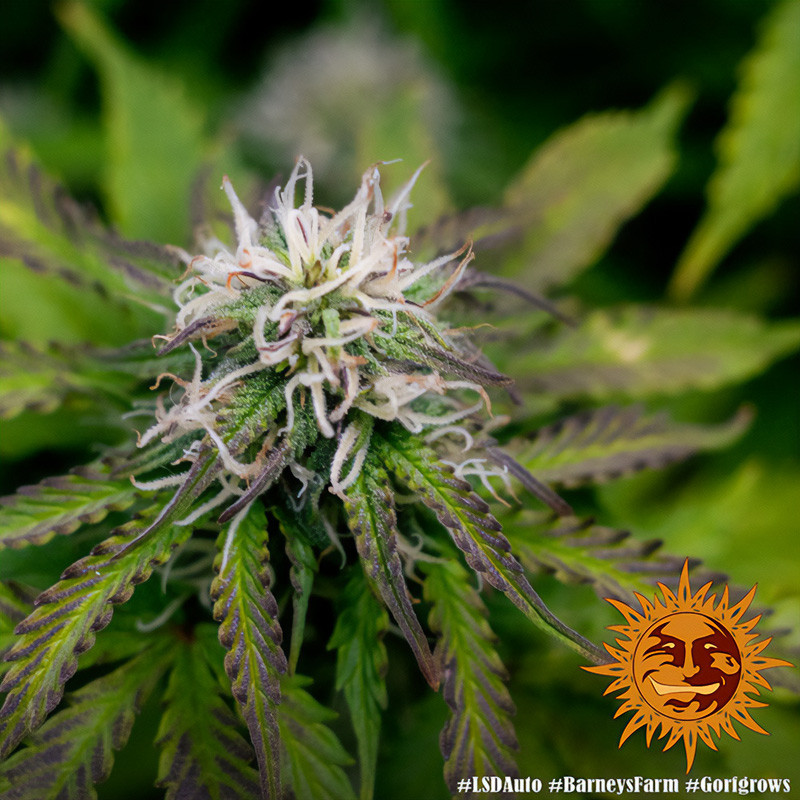 LSD Auto - Barney's Farm - Samonakvétací semena, pohled 2