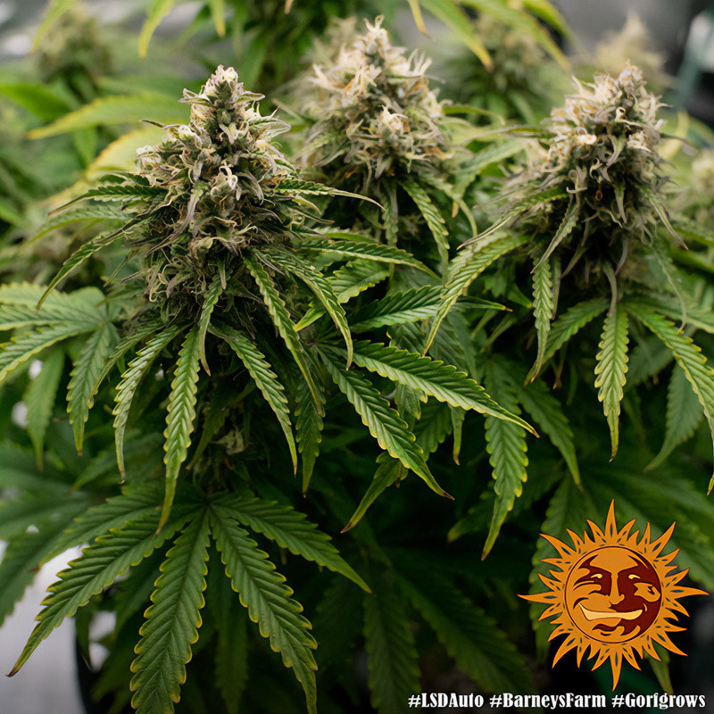 LSD Auto - Barney's Farm - Samonakvétací semena, pohled 3