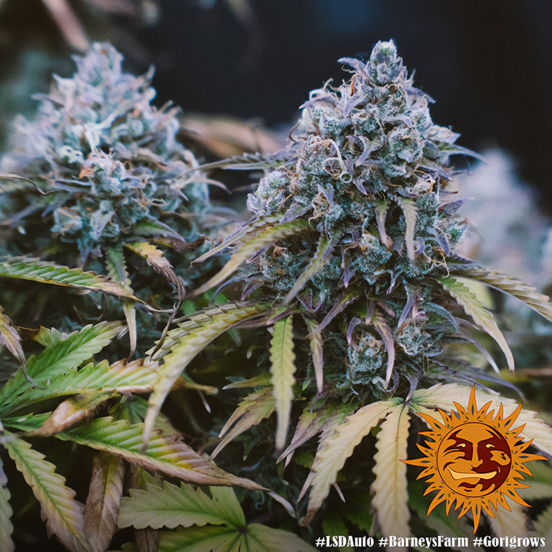LSD Auto - Barney's Farm - Samonakvétací semena, pohled 4