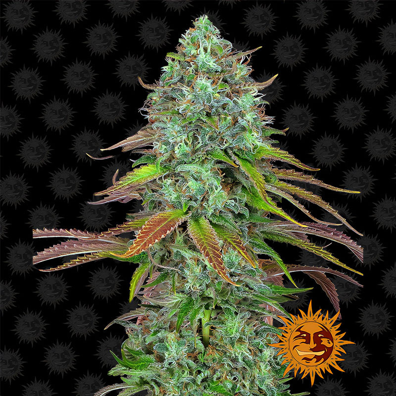LSD Auto Barney's Farm samonakvétací semena, pryskyřičnaté palice