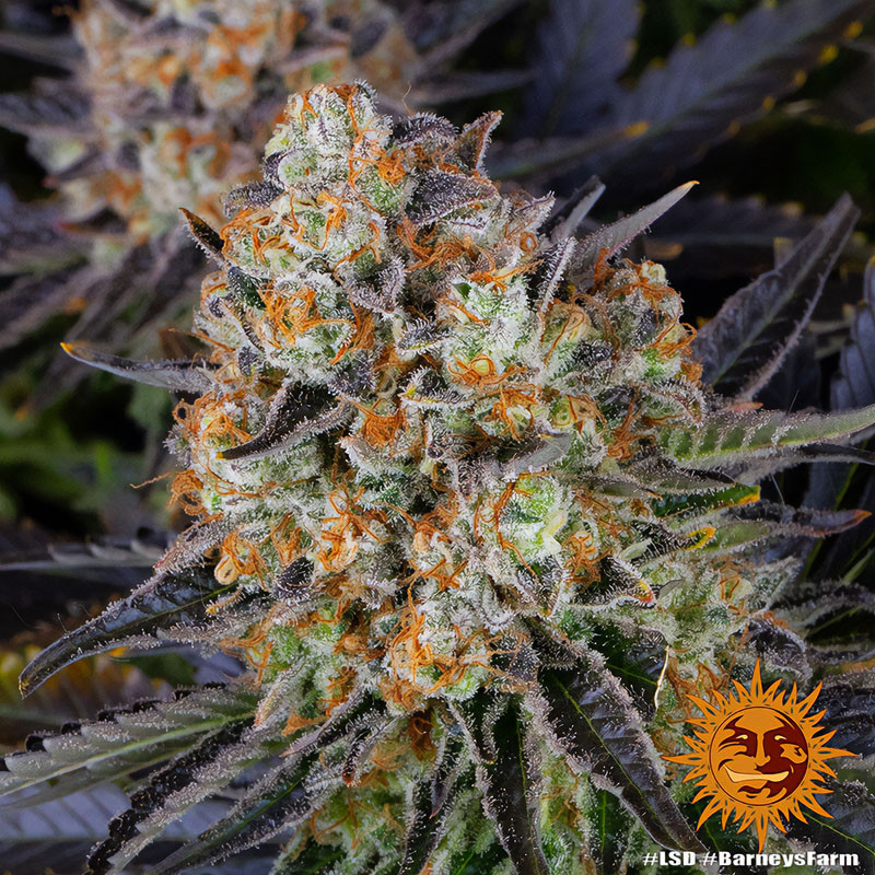 LSD - Barney's Farm - Feminizovaná semena, pohled 2