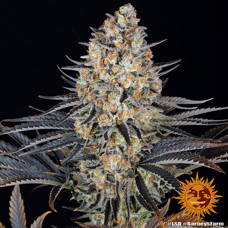 LSD - Barney's Farm - Feminizovaná semena, pohled 3