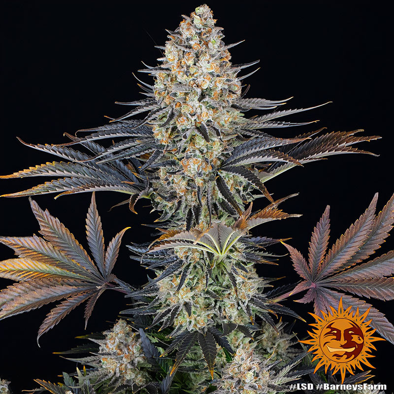 LSD - Barney's Farm - Feminizovaná semena, pohled 4
