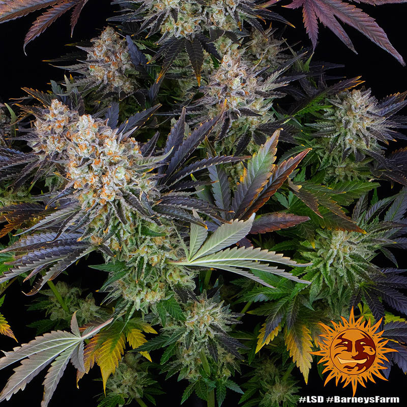 LSD - Barney's Farm - Feminizovaná semena, pohled 5