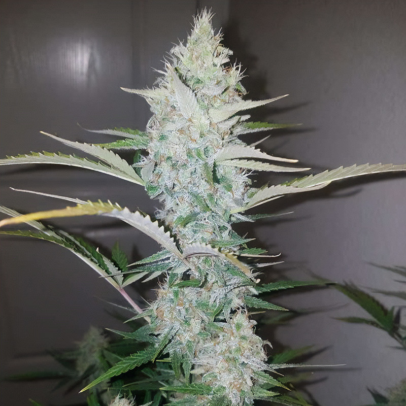 Mandarine Caramel XXL MDLG Seeds samonakvétací semena, pryskyřičnaté palice