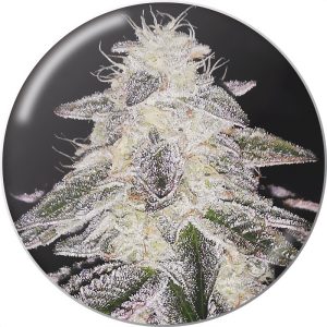 Medical Runntz Medical Seeds feminizovaná semena, pryskyřičnaté palice
