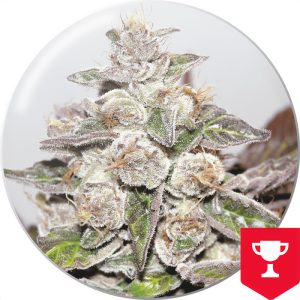 Mendocino Purple Kush Medical Seeds feminizovaná semena, pryskyřičnaté palice