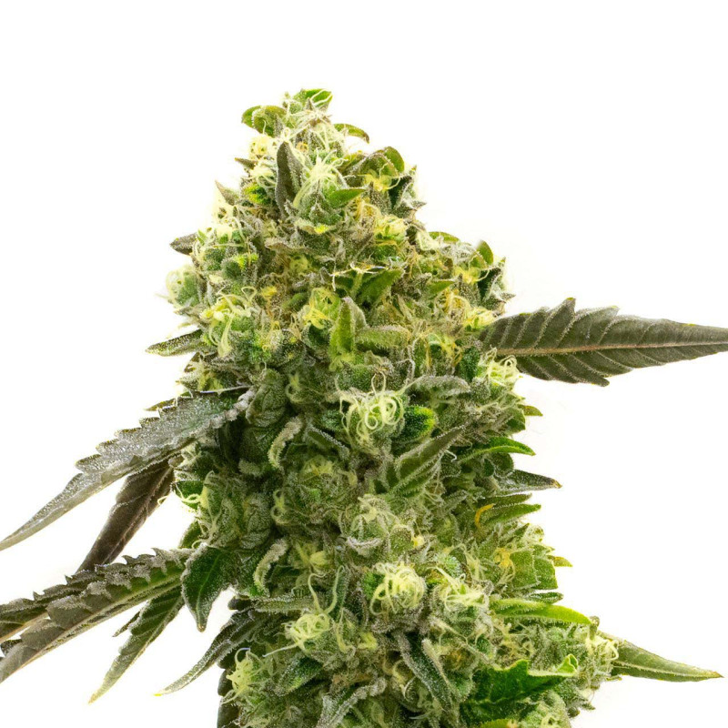 Mexican Haze MDLG Seeds feminizovaná semena, pryskyřičnaté palice