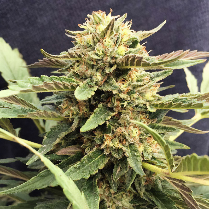 Midas Semi CBD MDLG Seeds CBD semena, pryskyřičnaté palice