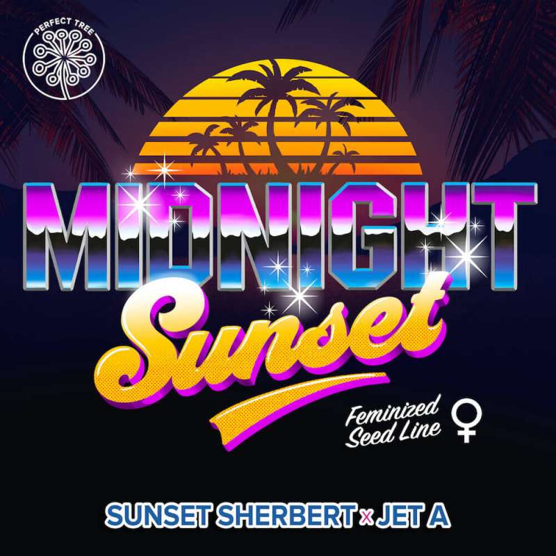 Midnight Sunset - Perfect Tree - Feminizovaná semena, pohled 2