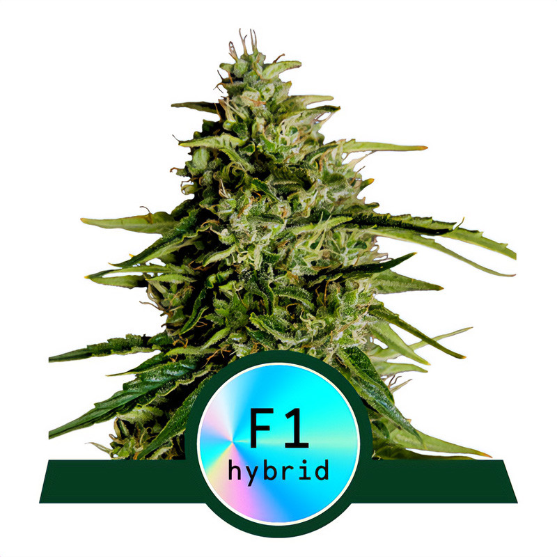 Milky Way F1 Royal Queen Seeds samonakvétací semena, pryskyřičnaté palice