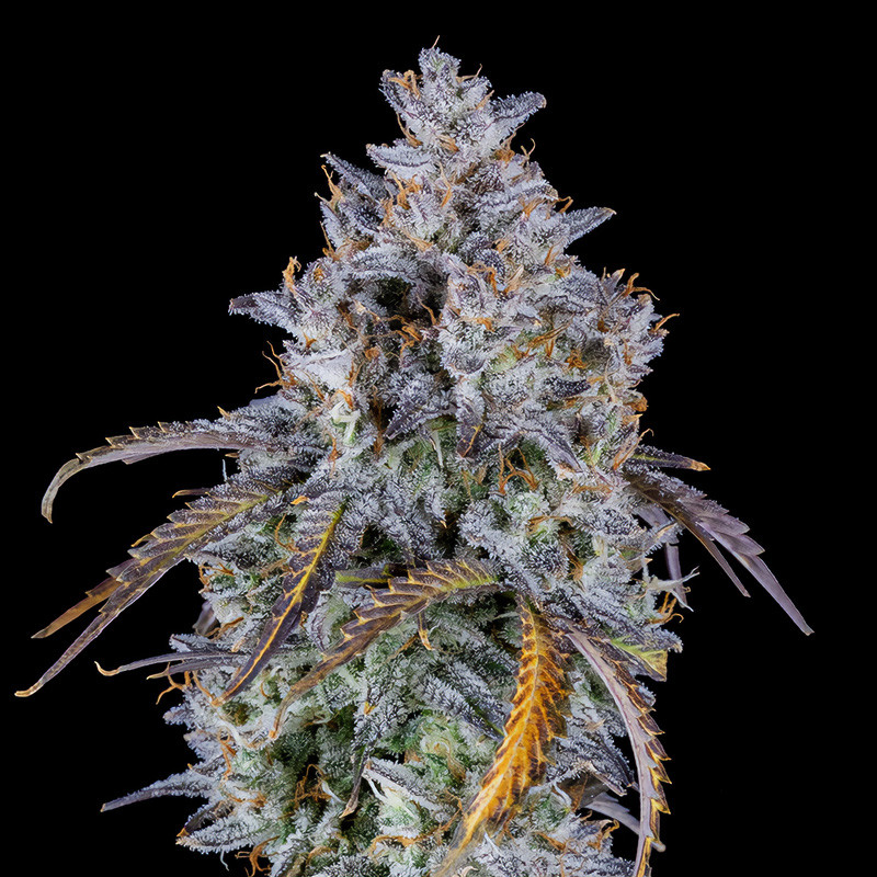 Mimosa Cake Auto - FastBuds - Samonakvétací semena, pohled 2