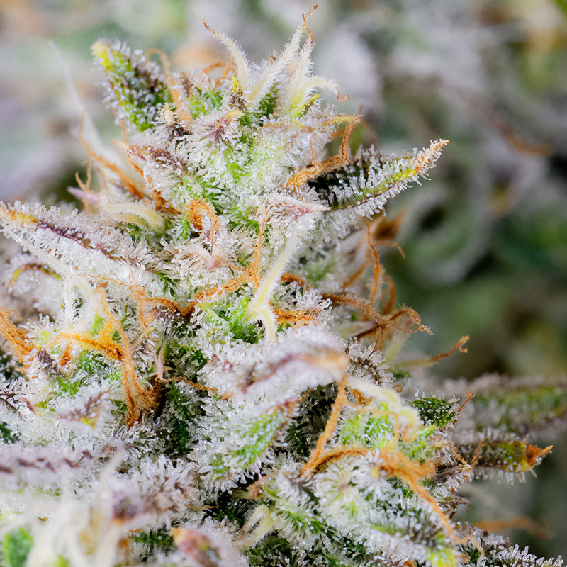 Mimosa Cake Auto - FastBuds - Samonakvétací semena, pohled 3