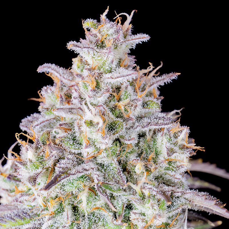 Mimosa Cake Auto - FastBuds - Samonakvétací semena, pohled 4
