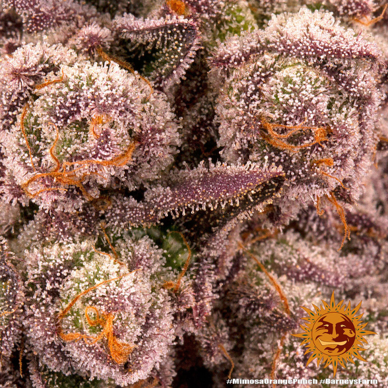 Mimosa x Orange Punch - Barney's Farm - Feminizovaná semena, pohled 2