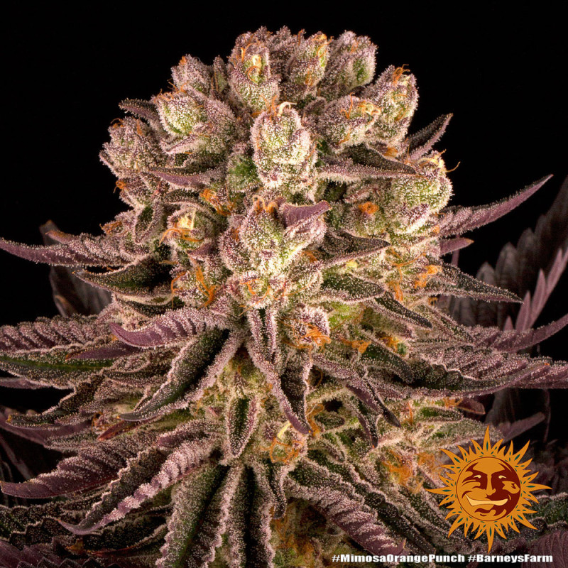 Mimosa x Orange Punch - Barney's Farm - Feminizovaná semena, pohled 3