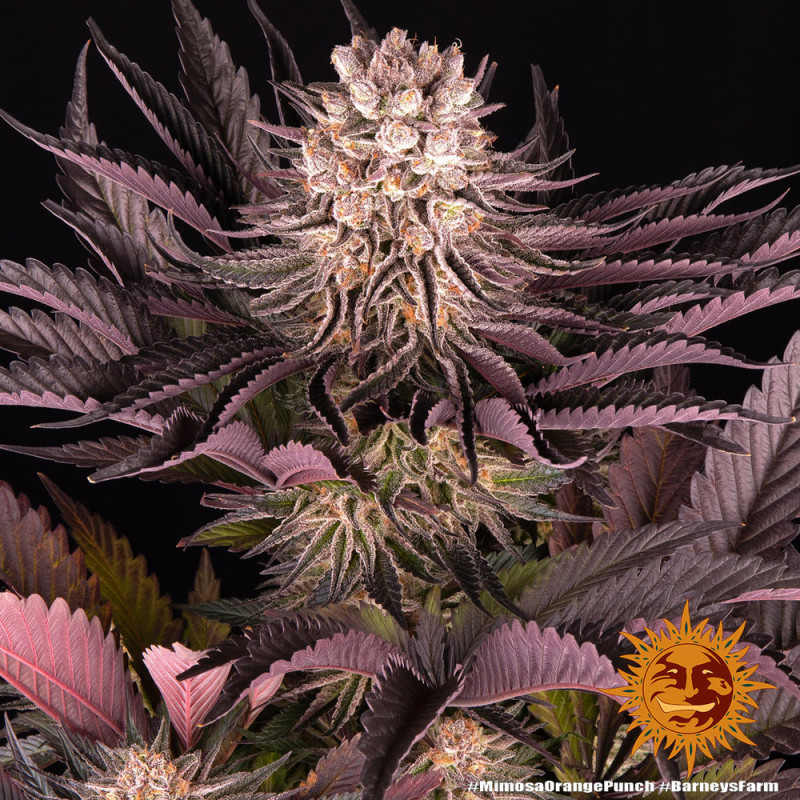 Mimosa x Orange Punch Barney's Farm feminizovaná semena, pryskyřičnaté palice