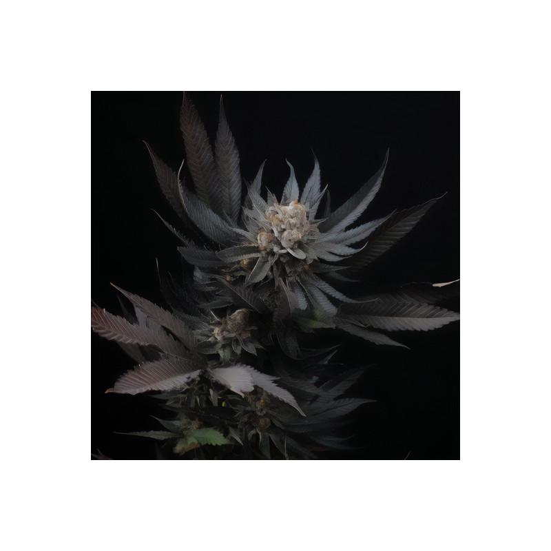 Mimozz - Perfect Tree - Feminizovaná semena, pohled 2