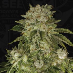 Mk-Ultra Kush T.H. Seeds feminizovaná semena, pryskyřičnaté palice