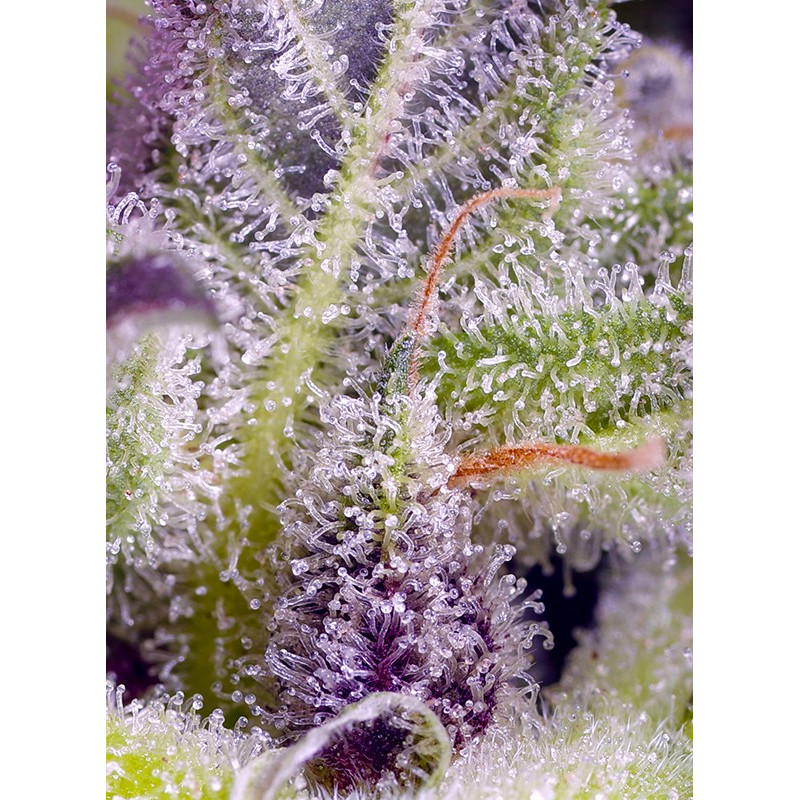 Monster Maker - Sweet Seeds - Feminizovaná semena, pohled 2