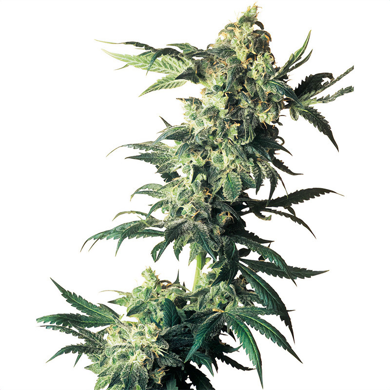 Northern Lights Sensi Seeds feminizovaná semena, pryskyřičnaté palice