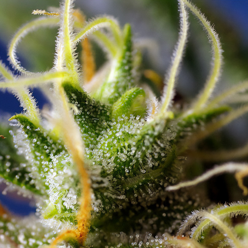 NYC Diesel - Sweet Seeds - CBD semena, pohled 3