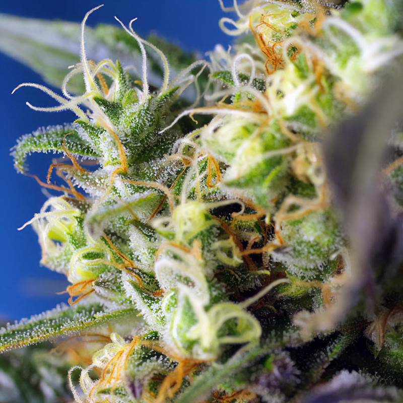 NYC Diesel - Sweet Seeds - CBD semena, pohled 4