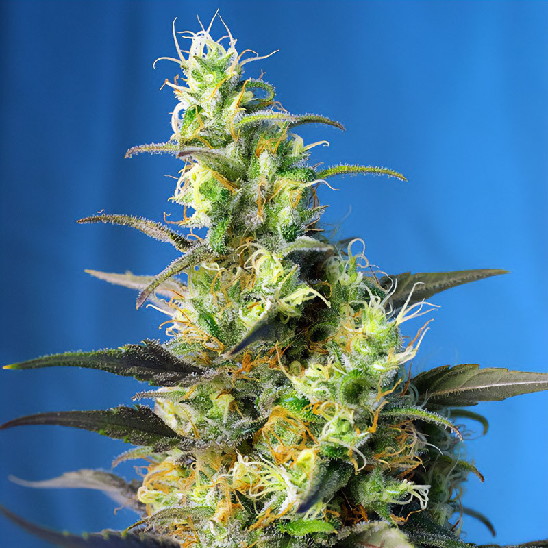 NYC Diesel Sweet Seeds CBD semena, pryskyřičnaté palice