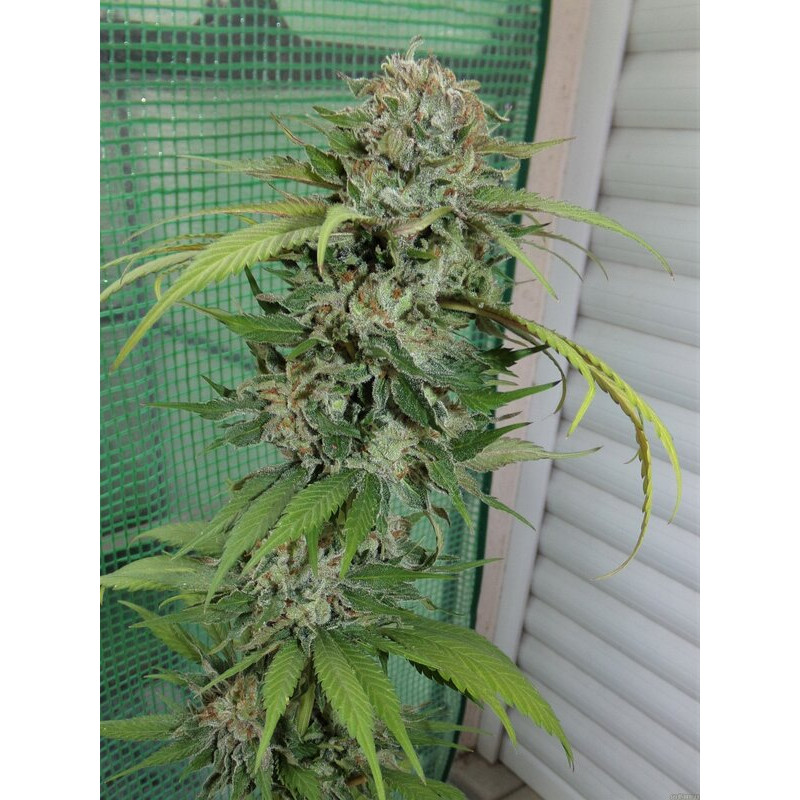 OG Kush feminizovaná semena, pohled 3